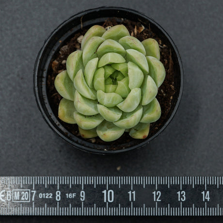 Echeveria Malgan x Queen