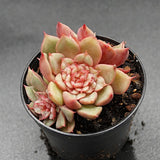 Echeveria Tesla