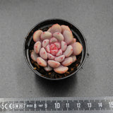 Echeveria monroe x laui