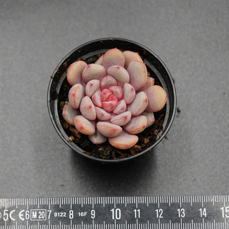 Echeveria monroe x laui