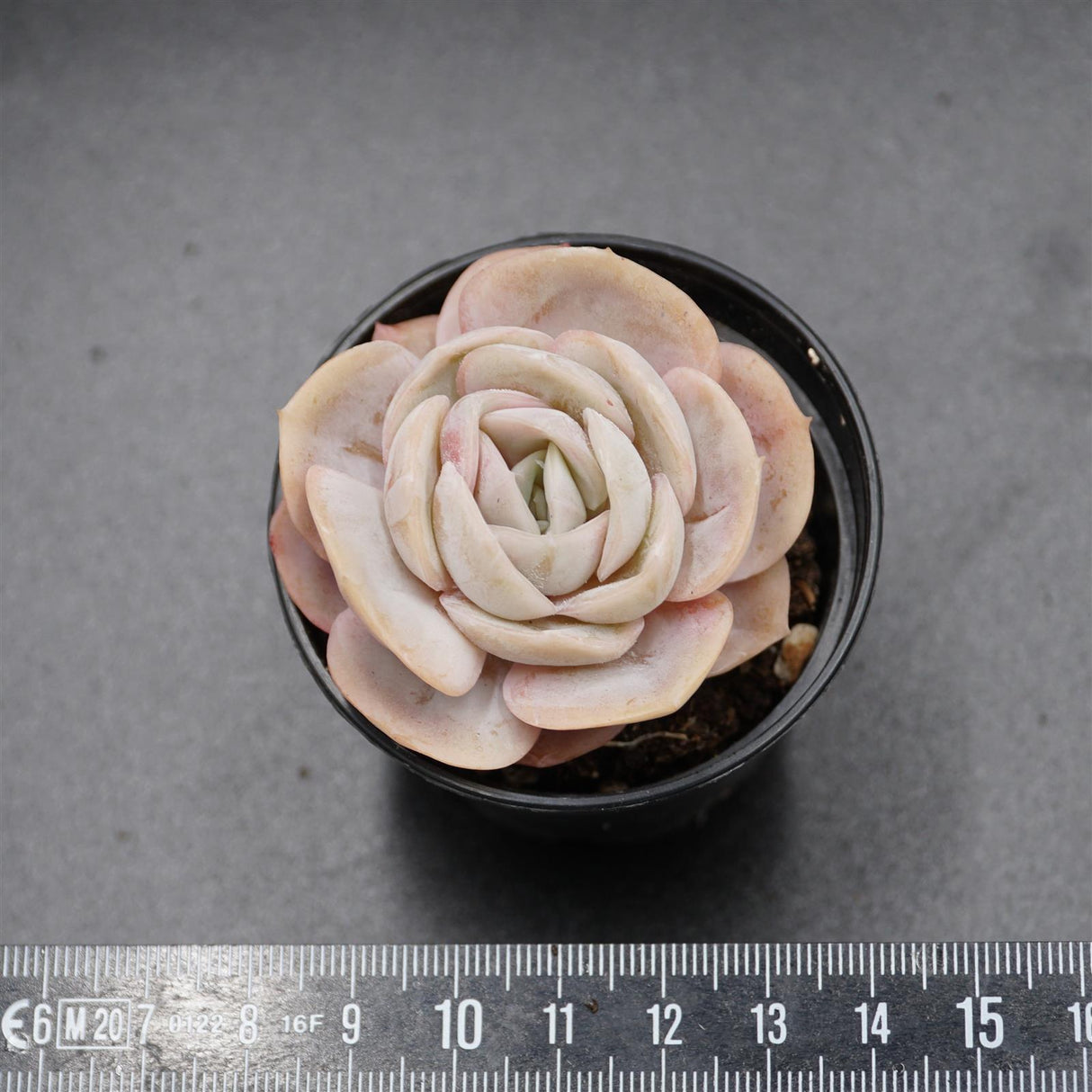 Echeveria