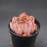 Echeveria Purple Iris