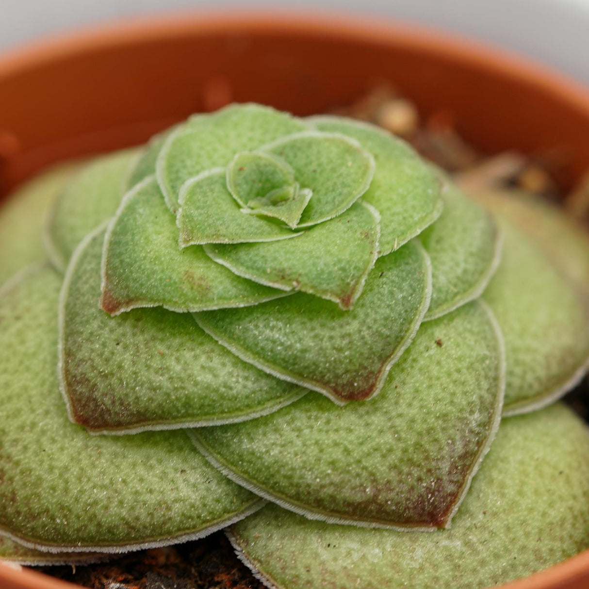 Crassula capitella v. turrita - 5,5cm