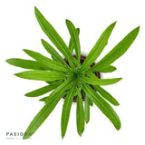 Pachypodium lamerei - 6cm