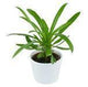 Pachypodium lamerei - 6cm