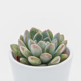 x Pachyveria Aurora - 6cm