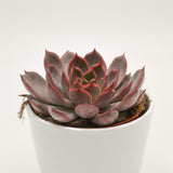 Echeveria Morango - 12cm
