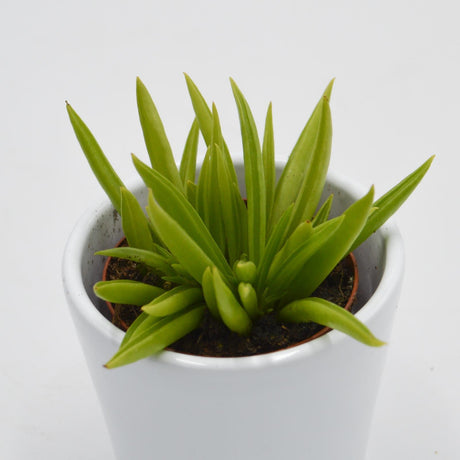 Peperomia ferreyrae - 5,5cm