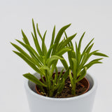 Peperomia Happy Bean - 5,5cm