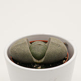 Pleiospilos nelii - 8,5cm