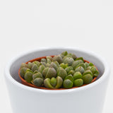 Pleiospilos nelii Mini - 5,5cm