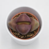 Pleiospilos nelii v. rubra - 5,5cm