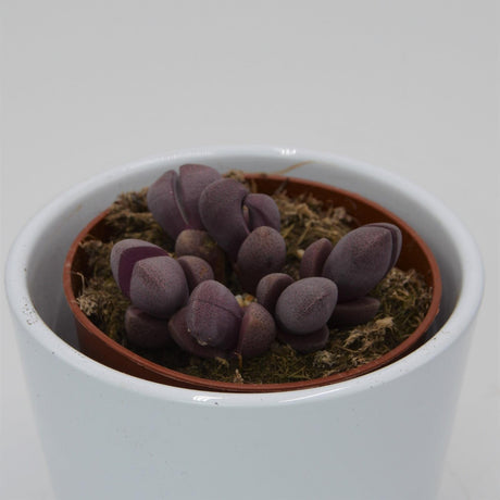 Pleiospilos nelii v. rubra - 8,5cm