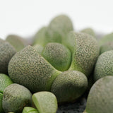 Pleiospilos nelii - 8,5cm