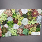 Sukkulenten Puzzle - 1000 Teile