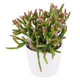 Rausbuddzd Rhipsalis, 3 Stück