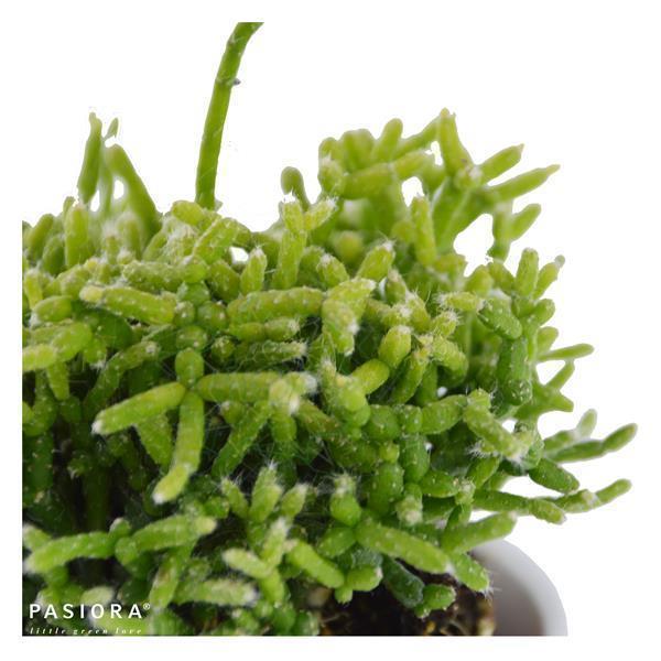 Rausbuddzd Rhipsalis, 3 Stück