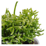 Rausbuddzd Rhipsalis, 3 Stück