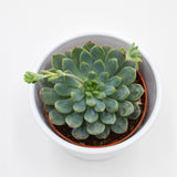 x Sedeveria Blue Elf - 8,5cm