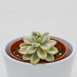 Sedum clavatum f. variegata - 8,5cm