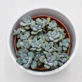 Sedum Cosmic Tom - 8,5cm