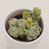Sedum mocinianum - 5,5cm