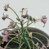Senecio articulatus f. variegata - 8,5cm