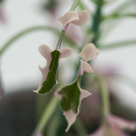 Senecio articulatus f. variegata - 8,5cm