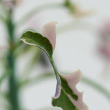 Senecio articulatus f. variegata - 8,5cm