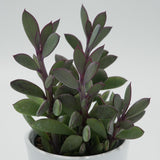 Senecio crassissimus - 8,5cm