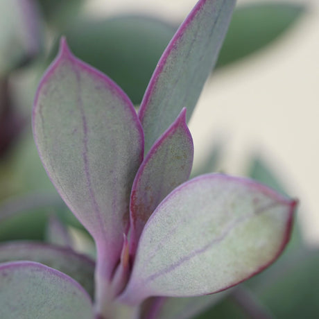 Senecio crassissimus - 8,5cm