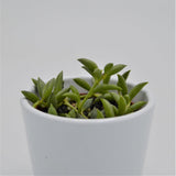 Senecio herreianus - 6cm