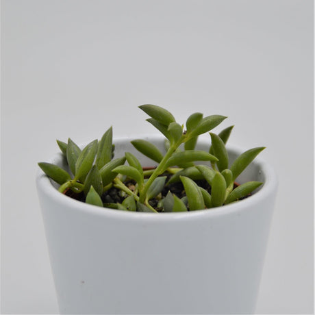 Senecio herreianus - 6cm