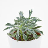 Senecio kleiniiformis - 8,5cm