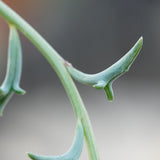 Senecio peregrinus - 15cm Ampel