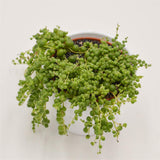 Senecio rowleyanus - 10,5cm