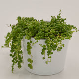 Senecio rowleyanus - 10,5cm