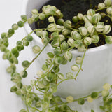 Senecio rowleyanus f. variegata - 8cm
