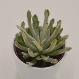 Senecio scaposus v. addoensis - 10,5cm