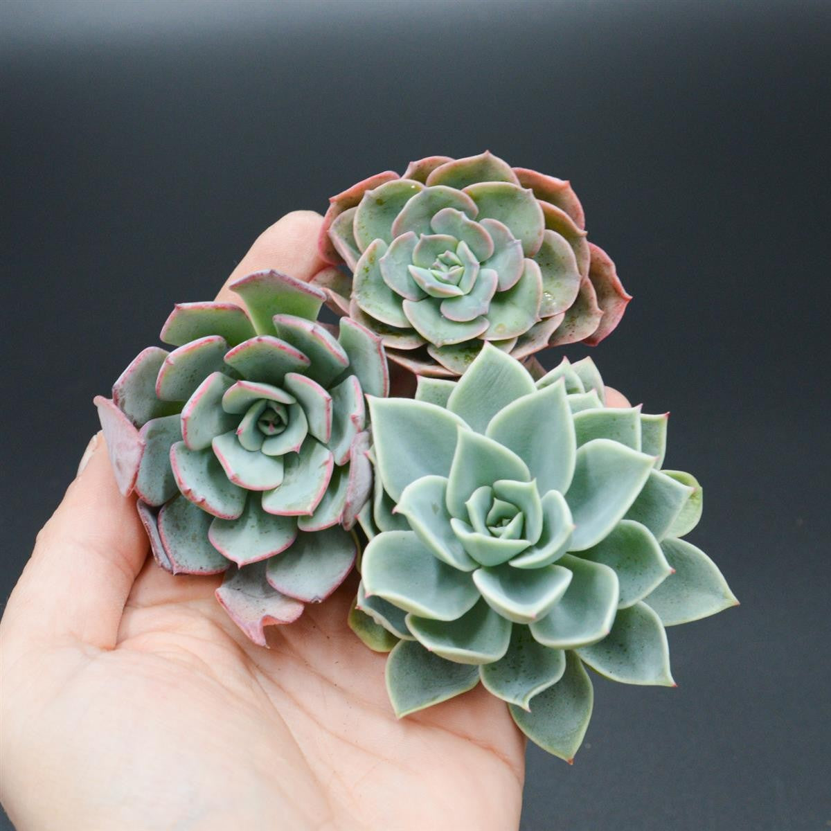 Set: E. bicolor, E. Blue Atoll, E. Hybrid