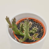 Stapelia Flavopurpurea - 8cm
