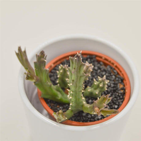 Stapelia Flavopurpurea - 8cm