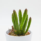 Stapelia leendertziae - 8,5cm