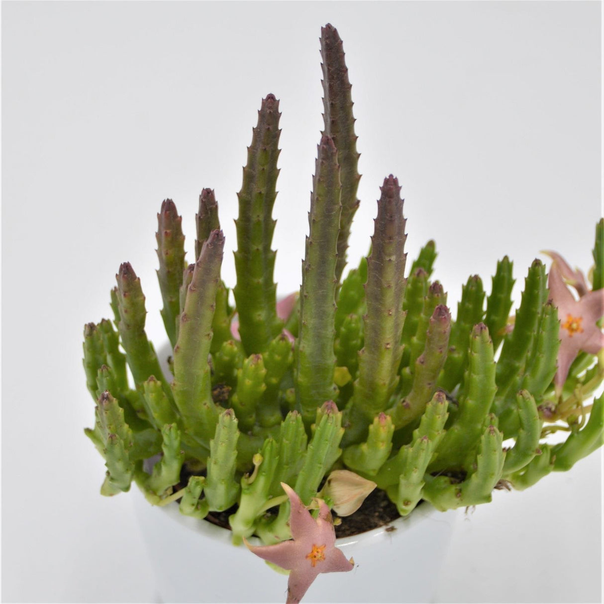 Orbea lepida - 8cm