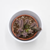 Huernia Pink Eye - 8cm
