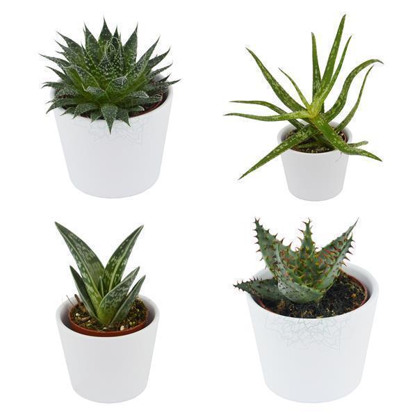 Sukkulenten Selektion, 10 Stück