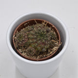 Sulcorebutia canigueralii- 5,5cm