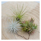 Tschakka Tillandsia, 3 Stück