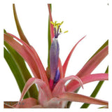 Tschakka Tillandsia, 3 Stück
