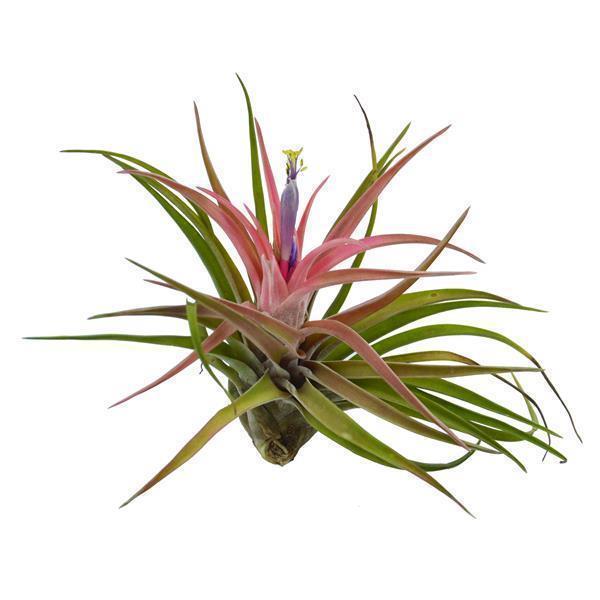 Tillandsia brachycaulos var. multiflora
